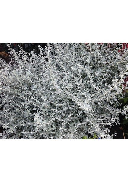 Zeytin Çalısı - Teucrium Fruticans 10'lu Set - Dekoratif Peyzaj fırsatları