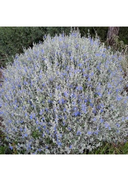 Zeytin Çalısı - Teucrium Fruticans 5'li Set- Dekoratif Peyzaj modelleri