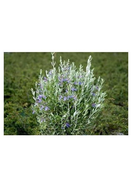 Zeytin Çalısı - Teucrium Fruticans 5'li Set- Dekoratif Peyzaj indirimleri