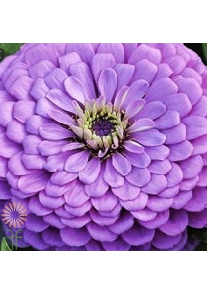 Dahlia Çiçekli Dream Rosy Lavender Zinya Çiçeği Tohumu(40 Tohum)