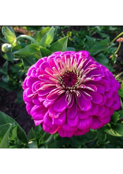 Dahlia Çiçekli Violet Quen Zinya Çiçeği Tohumu(40 Tohum)