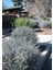 Zeytin Çalısı - Teucrium Fruticans 10'lu Set - Dekoratif Peyzaj 3