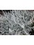 Zeytin Çalısı - Teucrium Fruticans 10'lu Set - Dekoratif Peyzaj 4