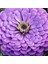 Dahlia Çiçekli Dream Rosy Lavender Zinya Çiçeği Tohumu(40 Tohum) 1