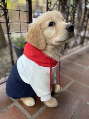 Köpek Sweatshirt Köpek Kıyafeti Polar