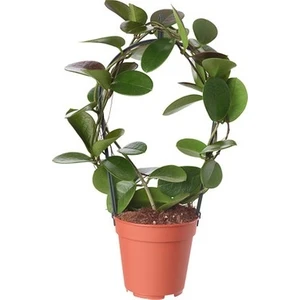 Nevranın Bahçesi Mum Çiçeği