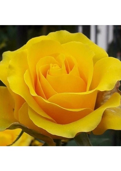 10 Adet Sarı Renk Gül Çiçeği Tohumu ve 10 Adet Hediye K.renk Lale Çiçek Tohumu