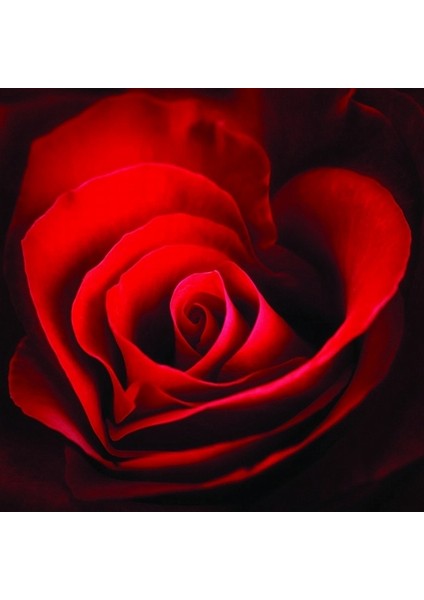 10'lu Kırmızı Renk Gül Çiçeği Tohumu + 10'lu Kırmızı Lale Çiçek Tohumu