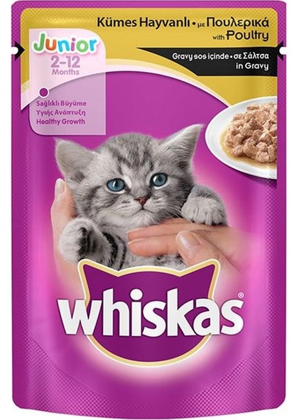 Junior Kümes Hayvanlı Yavru Kedi Yaş Maması 100GR 12 Adet Kedi Islak Mama Pouch Konserve