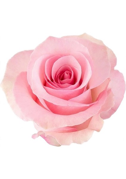 50'li Pembe Renk Gül Çiçeği Tohumu + 10'lu Kırmızı Lale Çiçek Tohumu