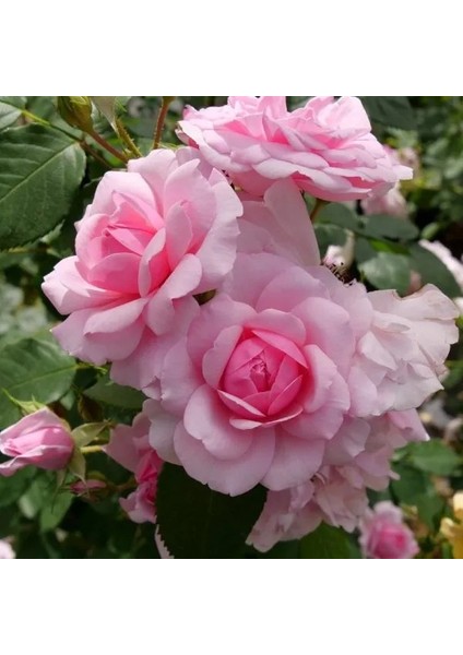 25'li Pembe Renk Gül Çiçeği Tohumu + 10'lu Kırmızı Lale Çiçek Tohumu