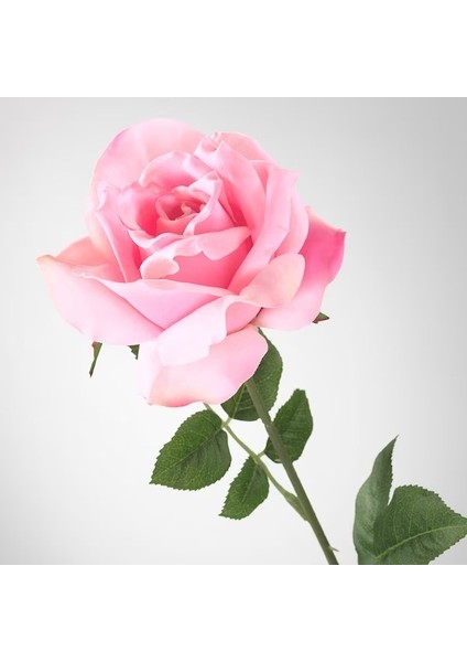 25'li Pembe Renk Gül Çiçeği Tohumu + 10'lu Kırmızı Lale Çiçek Tohumu
