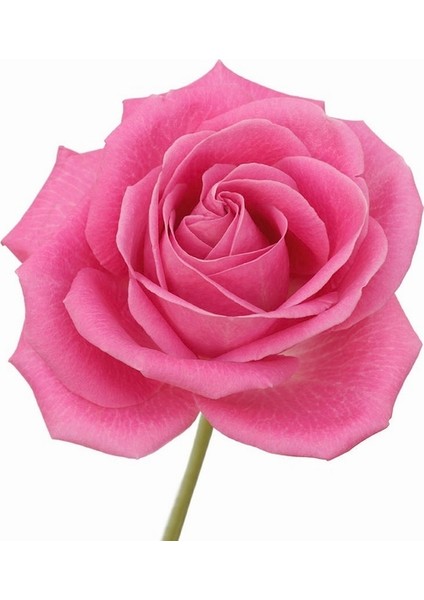 100'lü Pembe Renk Gül Çiçeği Tohumu + 10'lu Kırmızı Lale Çiçek Tohumu