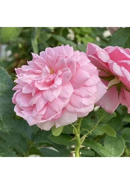 25'li Pembe Renk Gül Çiçeği Tohumu + 10'lu Kırmızı Lale Çiçek Tohumu