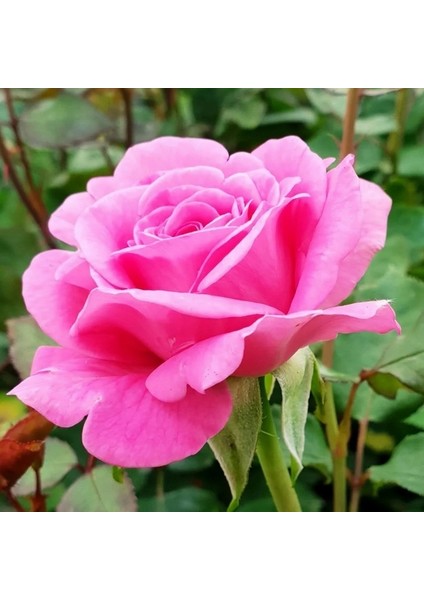 50'li Pembe Renk Gül Çiçeği Tohumu + 10'lu Kırmızı Lale Çiçek Tohumu