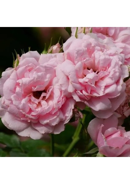 50'li Pembe Renk Gül Çiçeği Tohumu + 10'lu Kırmızı Lale Çiçek Tohumu