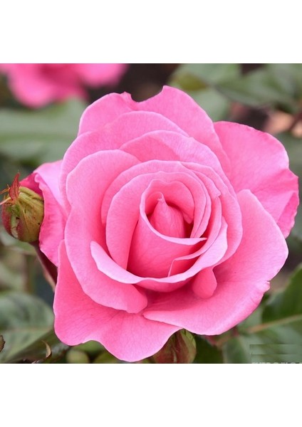25'li Pembe Renk Gül Çiçeği Tohumu + 10'lu Kırmızı Lale Çiçek Tohumu