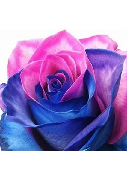 50'li Mavi Pembe Renk Gül Çiçeği Tohumu + 10'lu Kırmızı Lale Çiçek Tohumu