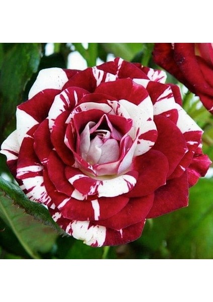 25'li Beyaz Kırmızı Gül Çiçeği Tohumu + 10'lu Kırmızı Lale Çiçek Tohumu