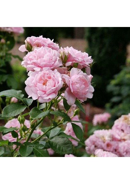 50 Adet Pembe Renk Gül Çiçeği Tohumu + 10 Adet Hediye K.renk Lale Çiçek Tohumu