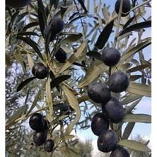 Bodrum Fidan Gemlik Zeytin Fidanı