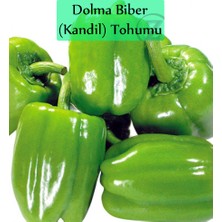 Zencefil Organik Dolma Biber Tohumu 1 Paket (10GR=1000+ Adet) Kandil Dolma Biberi Tohumu