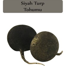 Zencefil Organik Siyah Turp Tohumu 1 Paket (10GR=1000+ Adet) Turp Tohumu Siyah