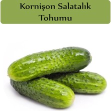 Zencefil Organik Hıyar Tohumu Kornişon 1 Paket (5GR=300+ Adet) Turşuluk Salatalık Tohumu