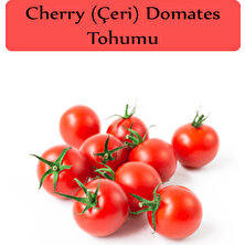 Zencefil Organik Çeri Domates Tohumu 1 Paket (1GR=250+ Adet) Cherry Domates Salkım Domates Tohumu