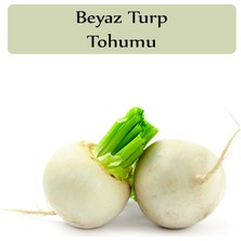 Zencefil Organik Beyaz Turp Tohumu 1 Paket (10GR=1000+ Adet) Turp Tohumu