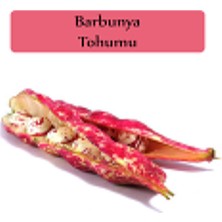 Zencefil Organik Barbunya Tohumu 1 Paket (10GR=10+ Adet) Barbunya Fasulyesi Tohumu