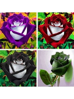 Day 25 Adet Karışık Gül Çiçeği Tohumu ve 10 Adet K.renk Lale Çiçek Tohumu