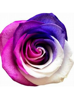 Day 100 Adet Mor Beyaz Çiçeği Tohumu ve 10 Adet K.renk Lale Çiçek Tohumu