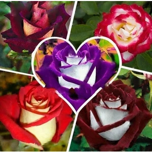 100 Adet Karışık Gül Çiçeği Tohumu ve 10 Adet K.renk Lale Çiçek Tohumu