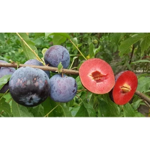 Fidan & Peyzaj - Içi -Dışı Kırmızı Meyveli Erik Fidanı (150 Cm. Boy / 2 Yaş / Seçkin Çeşit / Açık Kök)