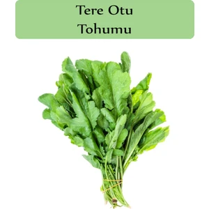 Zencefil Organik Tere Tohumu 1 Paket (10GR=5000+ Adet) Tere Otu Tohumu Geniş Yapraklı Tere