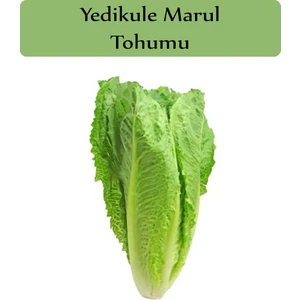 Zencefil Organik Yedikule Marul Tohumu 1 Paket (10GR=8000+ Adet) Yedi Kule Marul Tohumu