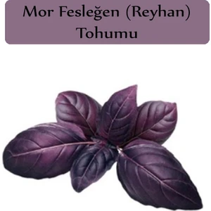 Zencefil Organik Reyhan Tohumu 1 Paket (3GR=100+ Adet) Mor Reyhan Tohumu Mor Fesleğen Tohumu