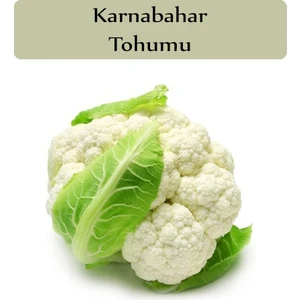 Zencefil Organik Karnıbahar Tohumu 1 Paket (3GR=1000+ Adet) Karnabahar Tohumu