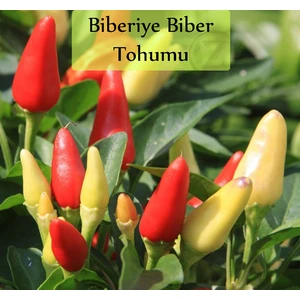 Zencefil Organik Acı Biber Tohumu 10 gr (1000+ Adet) Cin Biberi Tohumu Yukarı Bakan