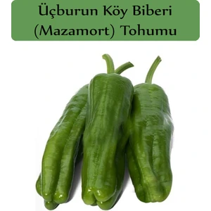 Zencefil Organik Mazamort Biber Tohumu 1 Paket (10 GR=1000+ Adet) Üç Burun Biber Tohumu