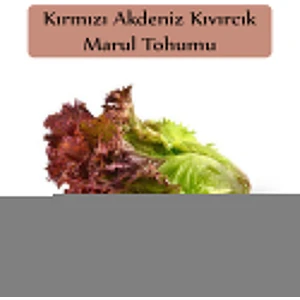 Zencefil Organik Kırmızı Marul Tohumu 1 Paket (1GR=850+ Adet) Akdeniz Kıvırcık Tohumu