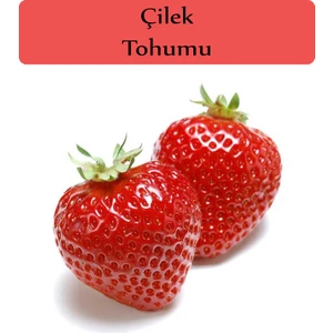 Zencefil Organik Çilek Tohumu 1 Paket (0,5 Gr)