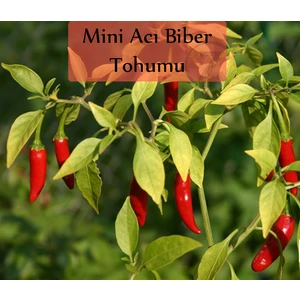 Zencefil Organik Mini Acı Biber Tohumu 1 Paket (10GR=1000+ Adet) Cin Biberi Tohumu Acı Biber