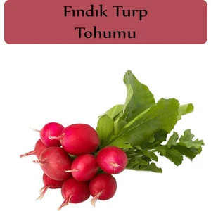 Zencefil Organik Fındık Turp Tohumu 1 Paket (10GR=1000+ Adet) Turp Tohumu Fındık Turp
