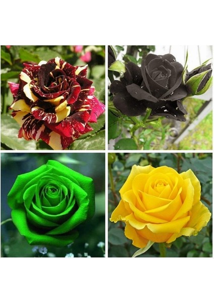 50 Adet Karışık Gül Çiçeği Tohumu ve 10 Adet K.renk Lale Çiçek Tohumu