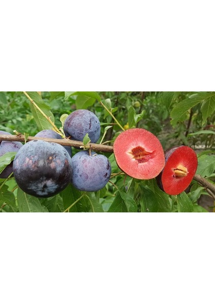 - Içi -Dışı Kırmızı Meyveli Erik Fidanı (150 Cm. Boy / 2 Yaş / Seçkin Çeşit / Açık Kök)