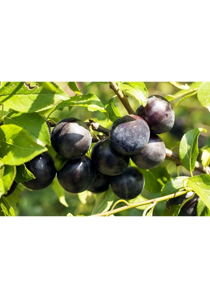 - Içi -Dışı Kırmızı Meyveli Erik Fidanı (150 Cm. Boy / 2 Yaş / Seçkin Çeşit / Açık Kök) fiyatları