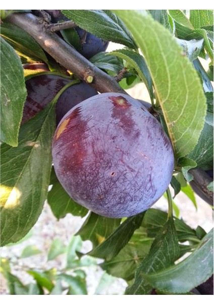 - Içi -Dışı Kırmızı Meyveli Erik Fidanı (150 Cm. Boy / 2 Yaş / Seçkin Çeşit / Açık Kök) modelleri