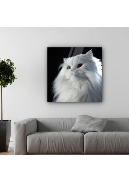 Beyaz Kedi Cam Tablo